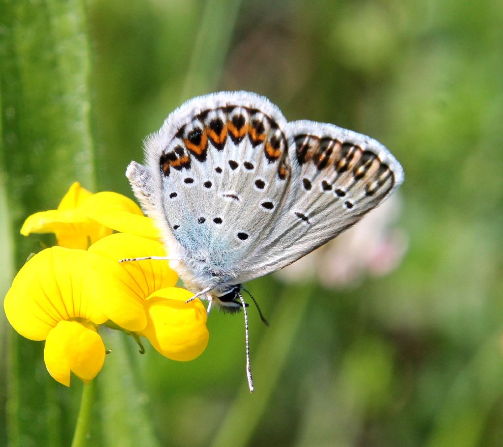 Plebejus... argus